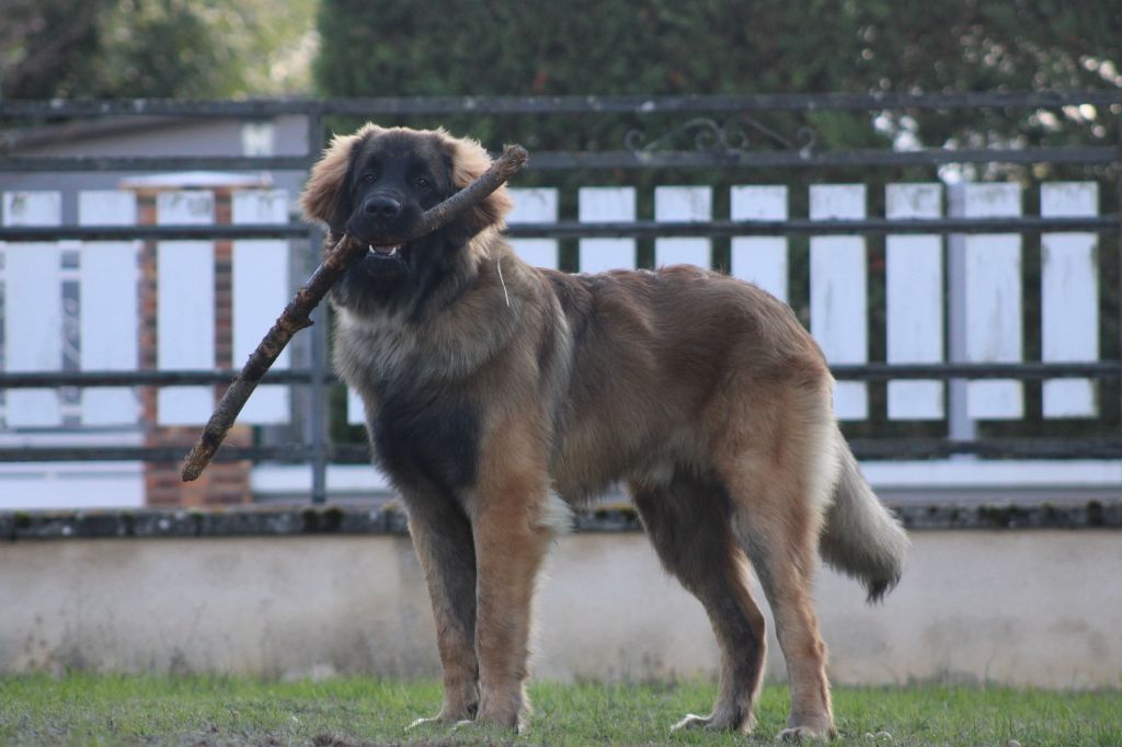 Ruben-chatelain Du Duche De Burgondie