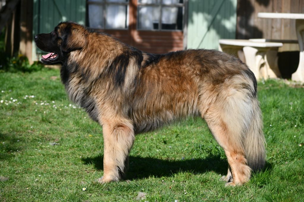 Ruben-chatelain Du Duche De Burgondie