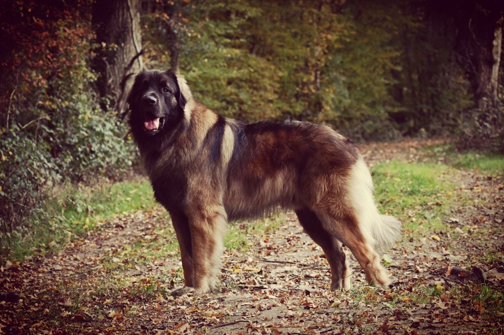 Ruben-chatelain Du Duche De Burgondie