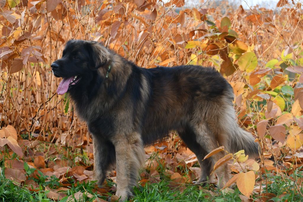 Ruben-chatelain Du Duche De Burgondie