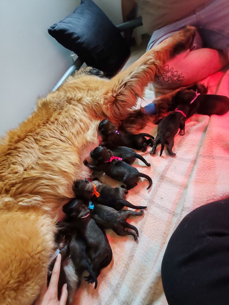 chiot Leonberger Des Dieux De Sarusi