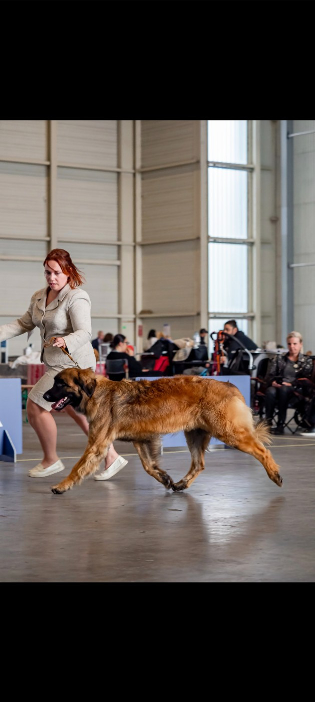 CH. Vedette d'ares et aphrodite Des Dieux De Sarusi