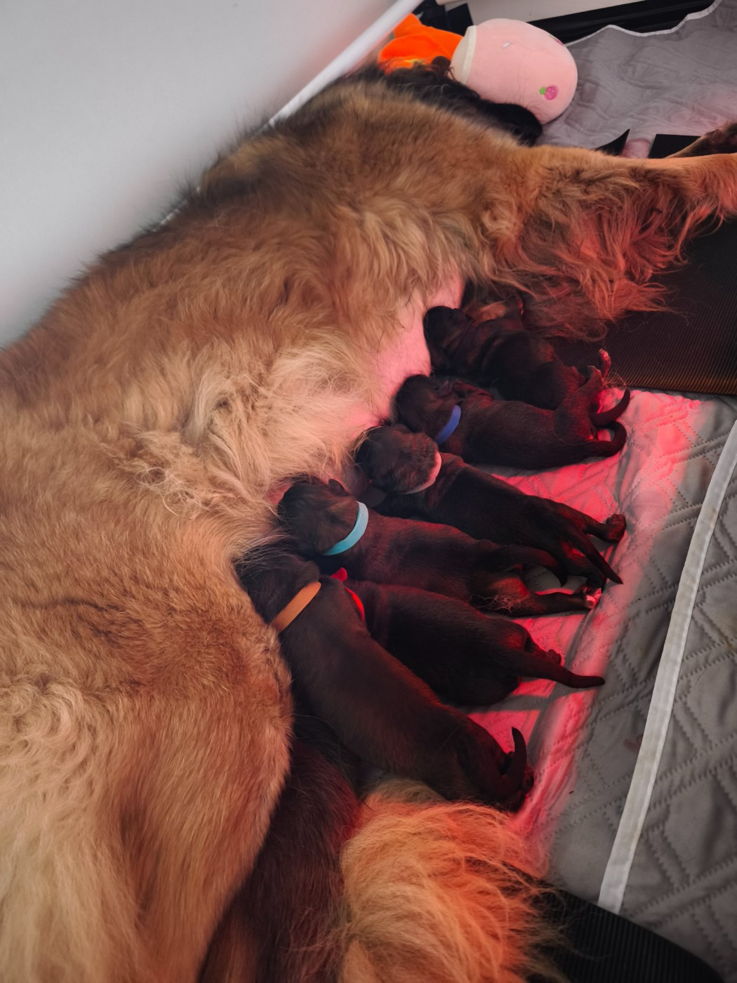 Chiot Leonberger Des Dieux De Sarusi